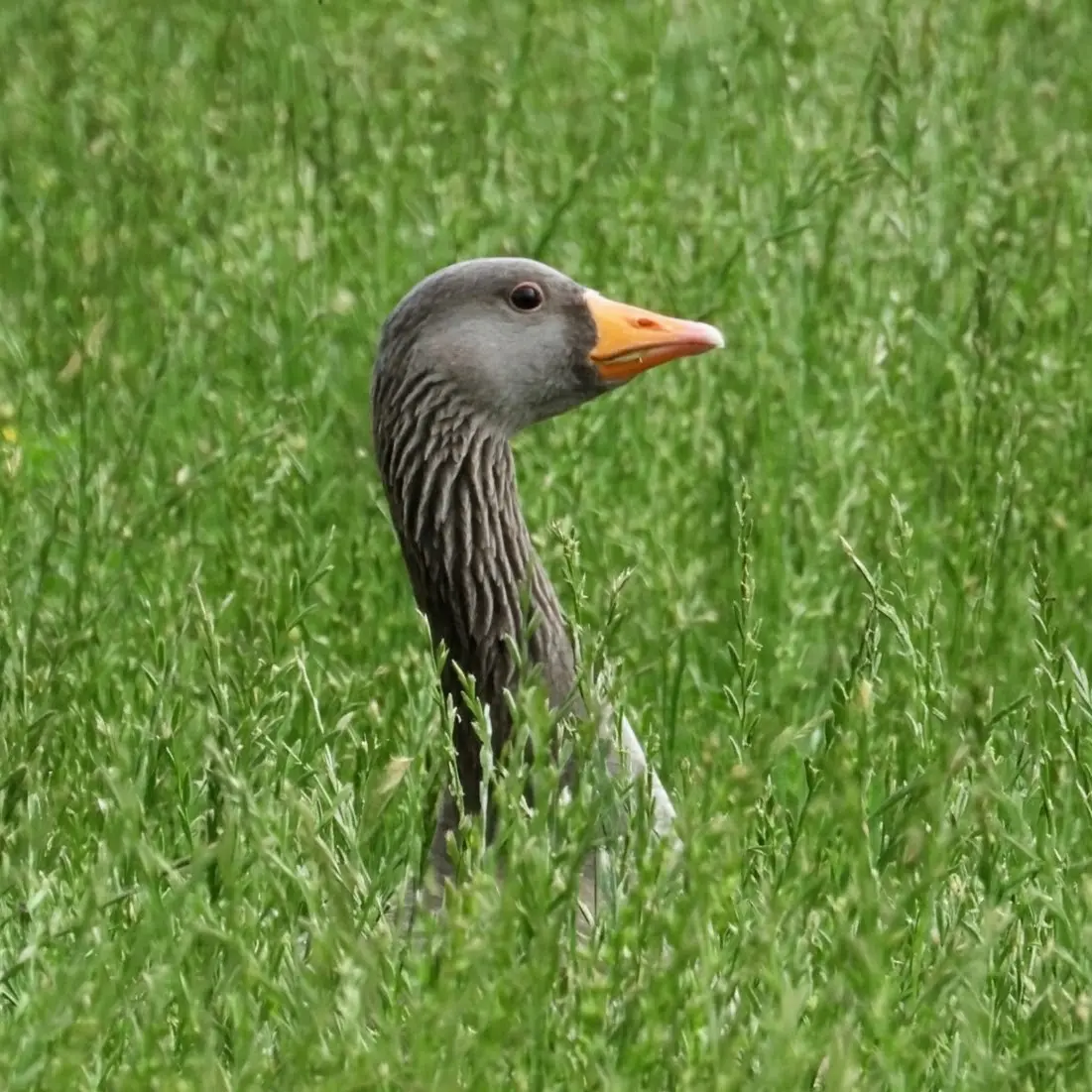 A greylag goose looking across the grass at Derwent Reservoir