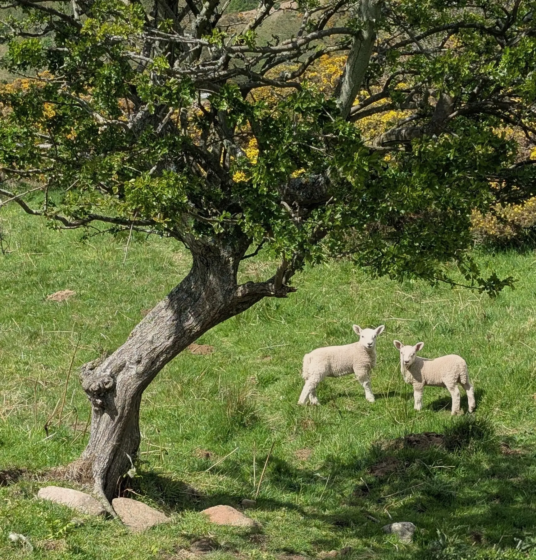 Two sheep standing beneath a tree near Linhope Spout