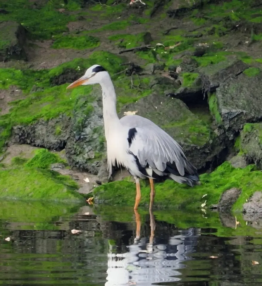A grey heron standing beside the water at Wylam